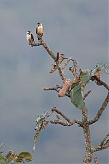 Collared Falconet